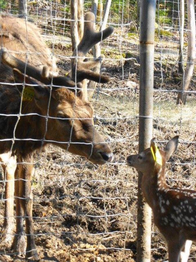 Hebergement Cerfs-Tifie Fermette Saint-Félix-d'Otis Zewnętrze zdjęcie