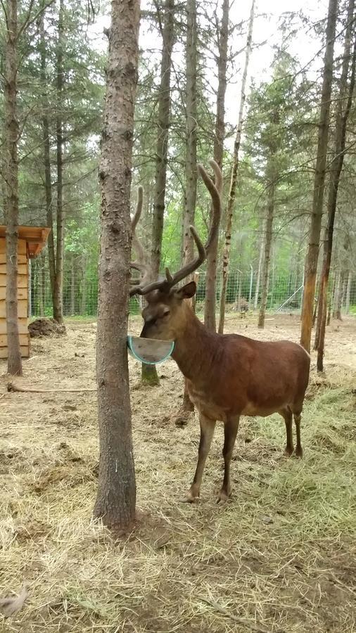 Hebergement Cerfs-Tifie Fermette Saint-Félix-d'Otis Zewnętrze zdjęcie